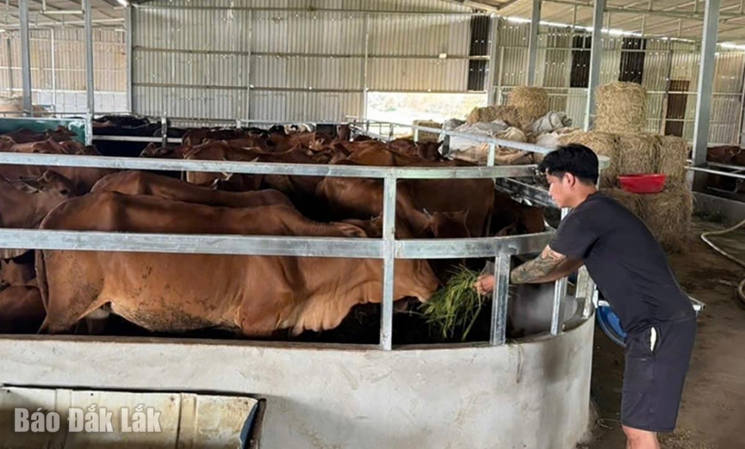 Ea Knốp thúc đẩy kinh tế tập thể phát triển bền vững